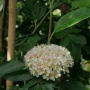 Šermukšnis (Sorbus aucuparia) ' Burca'